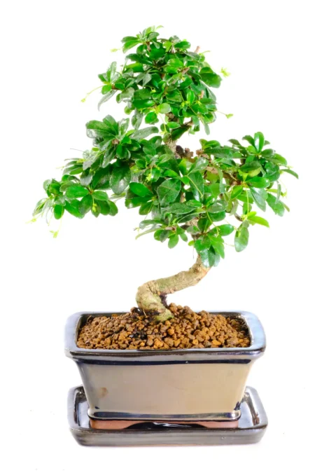 Gorgeous indoor Fukien Tea Tree bonsai