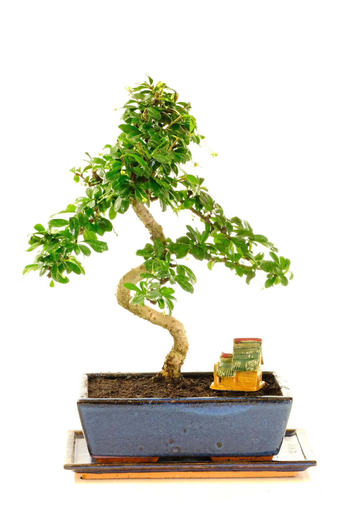 Potted into a midnight blue bonsai pot with matching ceramic drip tray