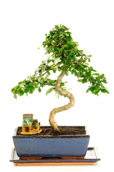 Stunning twisty Fukien Tea Tree bonsai for sale