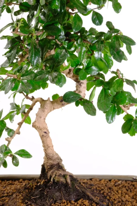 Lovely twisty trunk and well-positioned branches