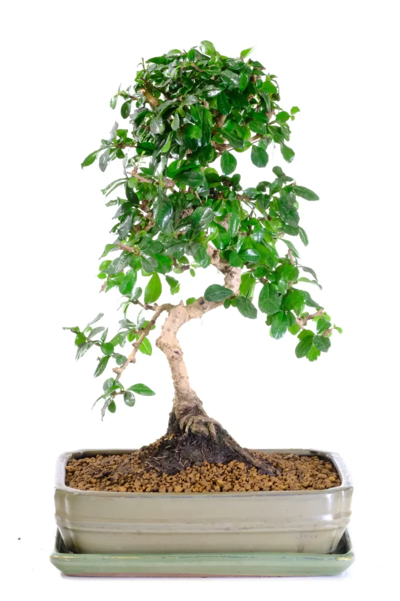 Fantastic Larger Size Fukien Tea Tree indoor bonsai for sale