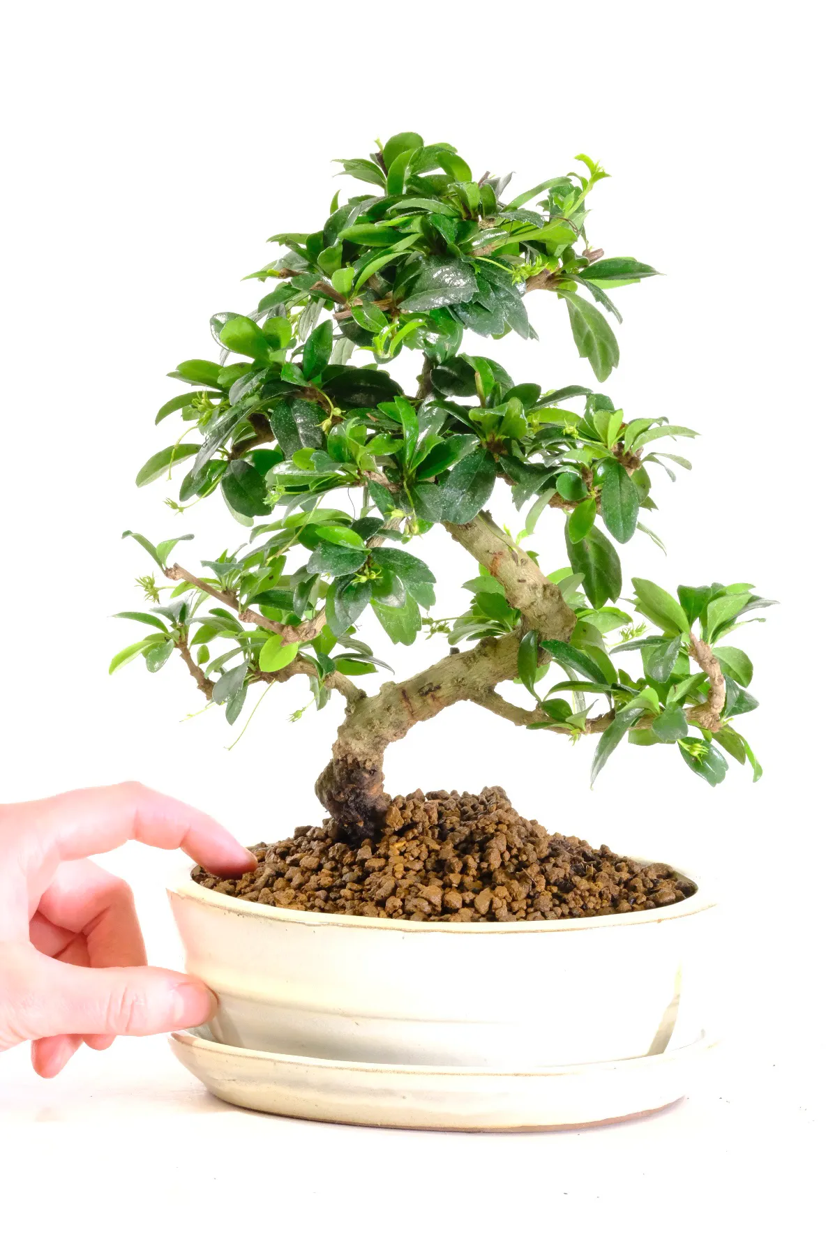 Large glossy leaves are a stunning dark green