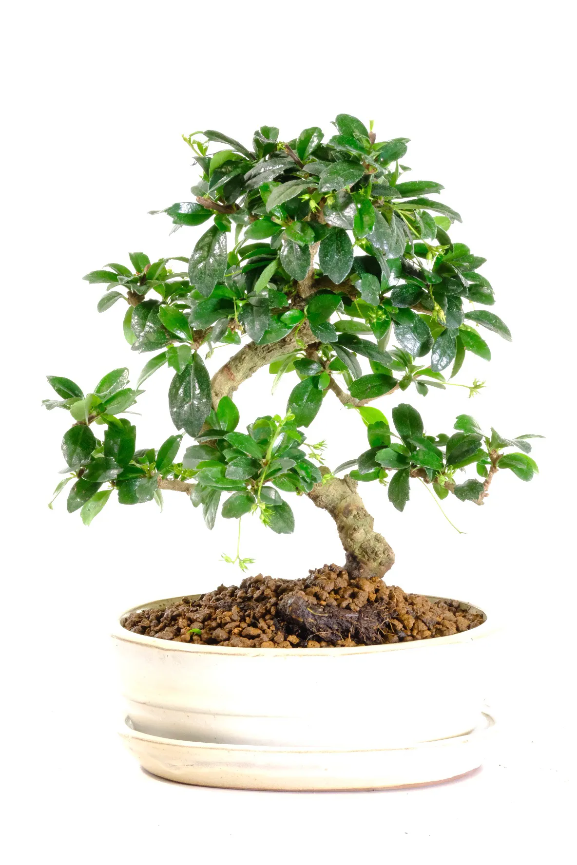 The Carmona bonsai prefers a warm, bright area in the house