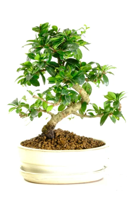 Twisty miniature Fukien Tea Tree indoor bonsai