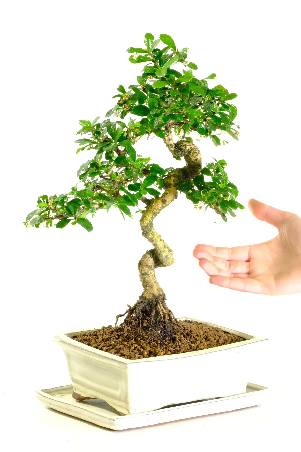 Makes a wonderful sustainable gift