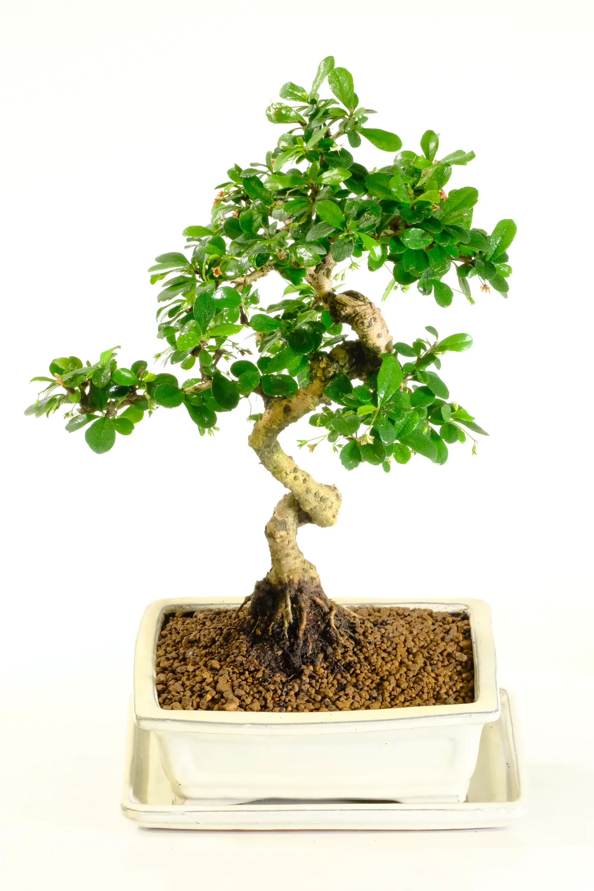 The fresh cream colour of the pot accentuates the green leaves