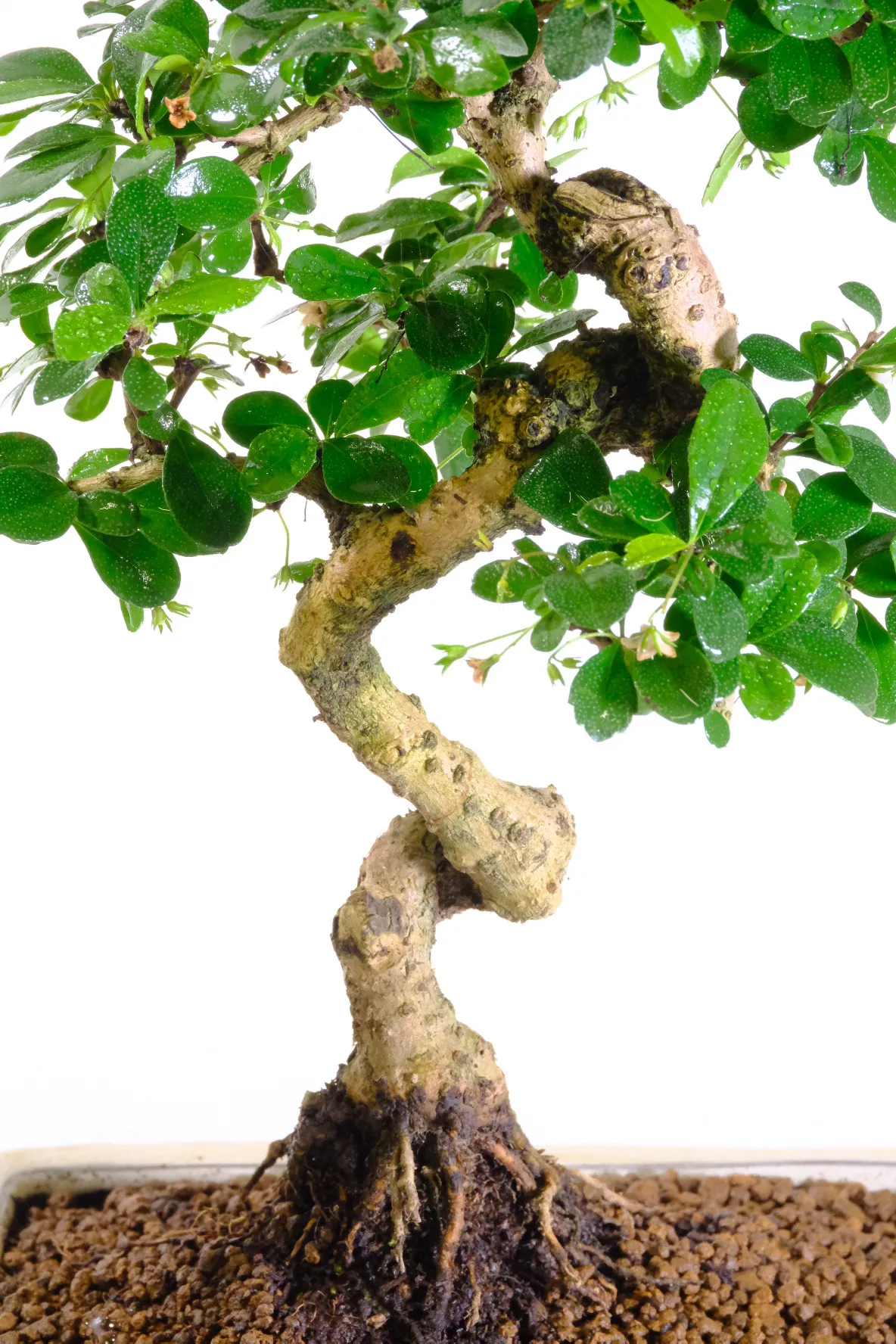 Interesting twisty trunk with accentuated curves