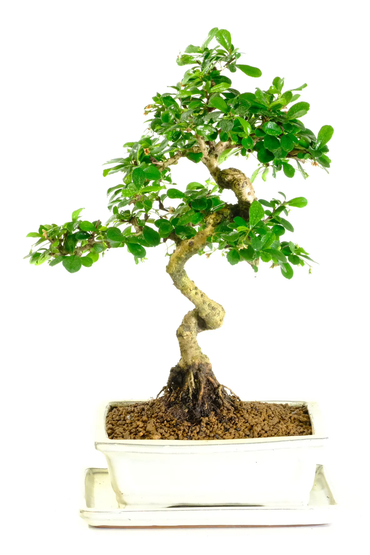 Very pretty tall and twisty Fukien Tea Tree bonsai for sale