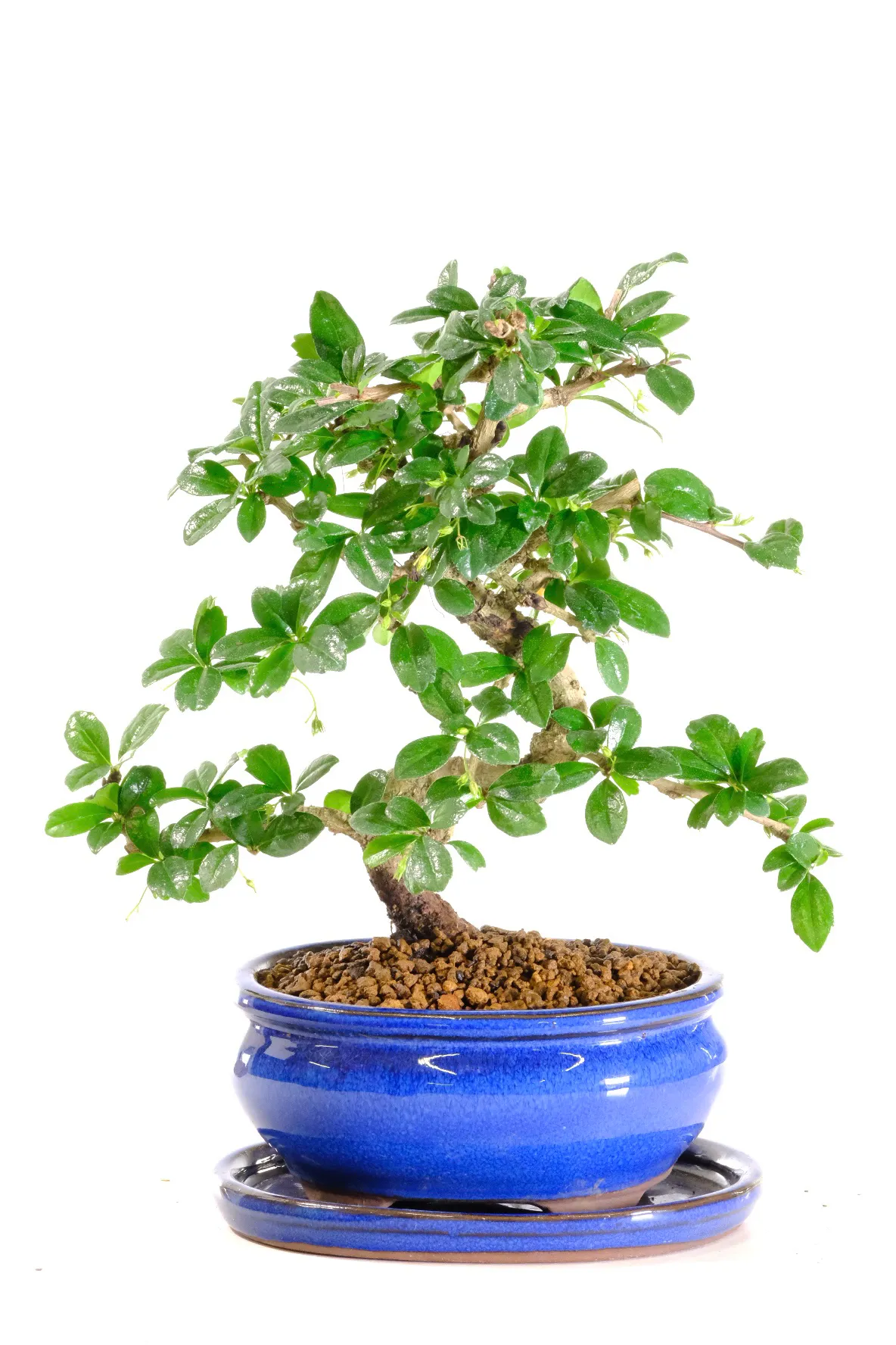 Potted into a royal blue bonsai pot with ceramic humidity tray