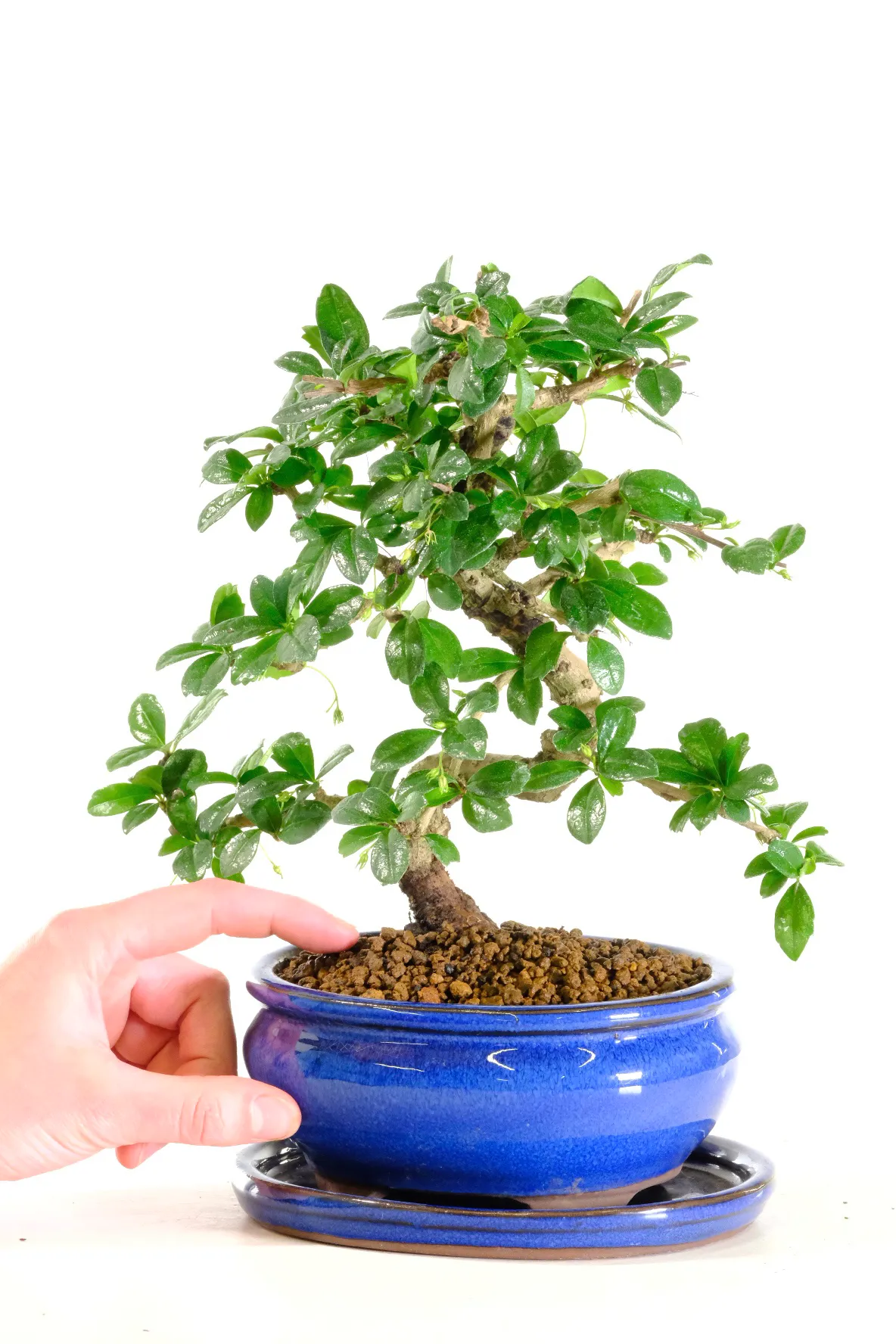 Carmona microphylla / Fukien Tea Tree bonsai