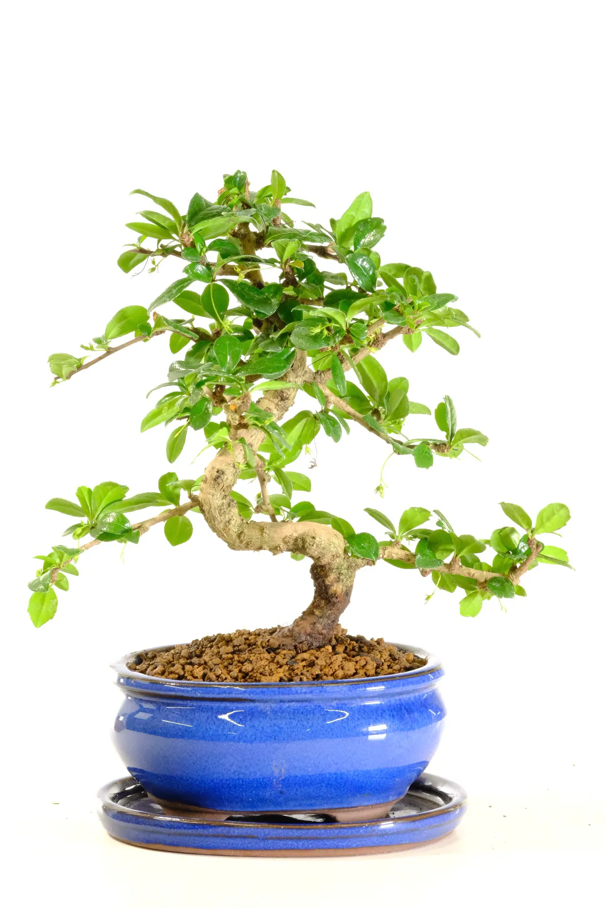Twisty and elegant indoor flowering bonsai