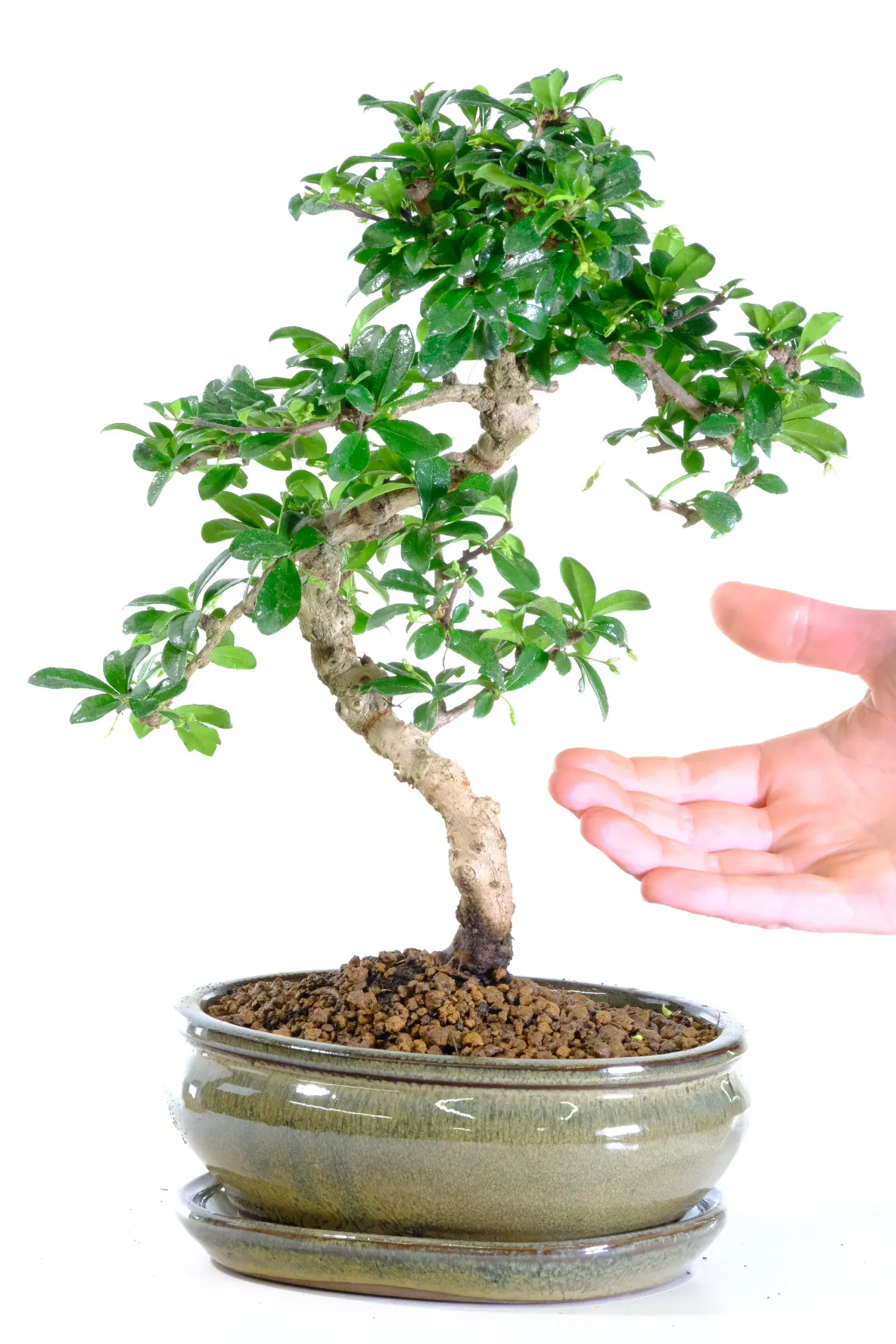 Evergreen indoor bonsai tree variety UK
