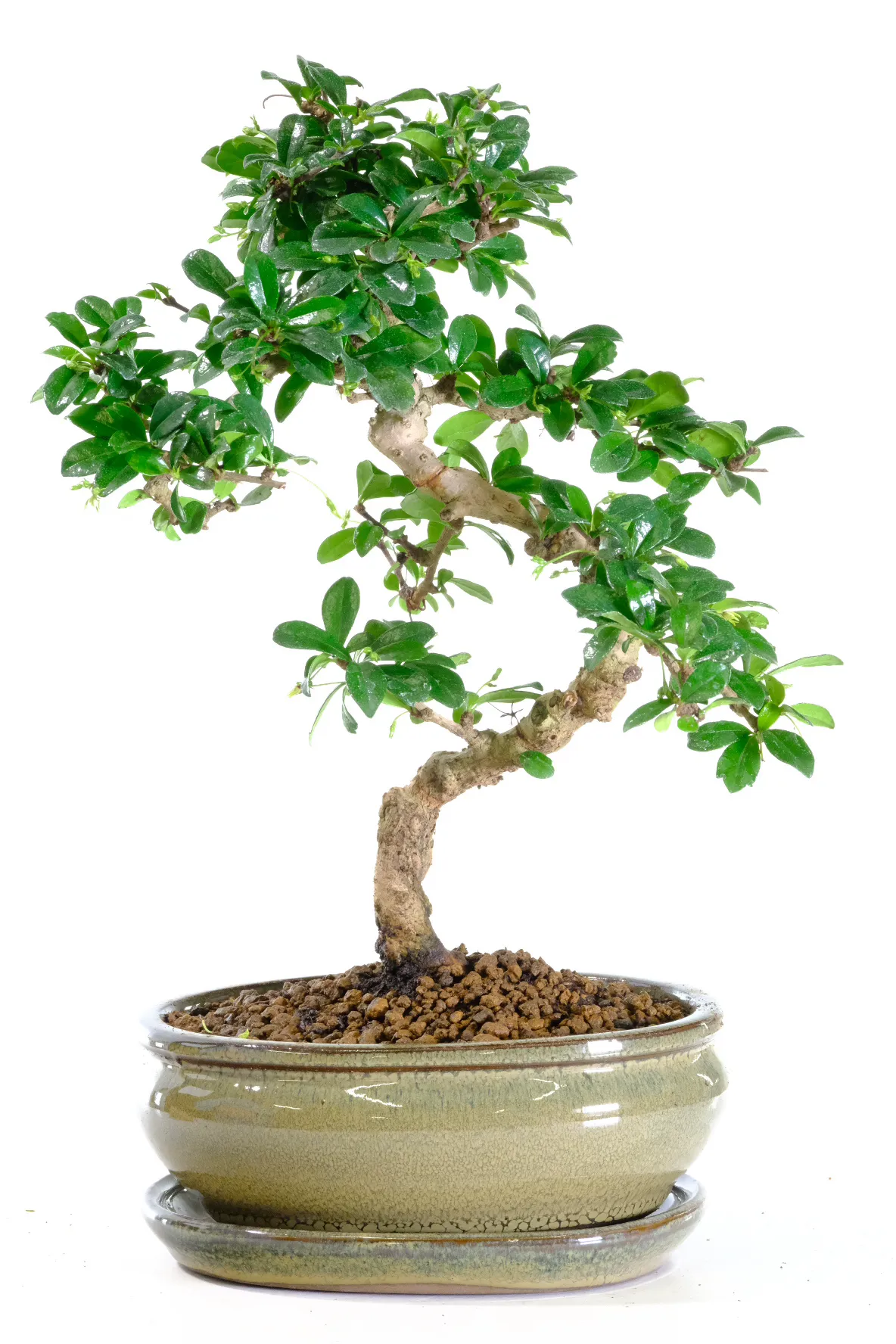 A great beginners bonsai tree - very pretty