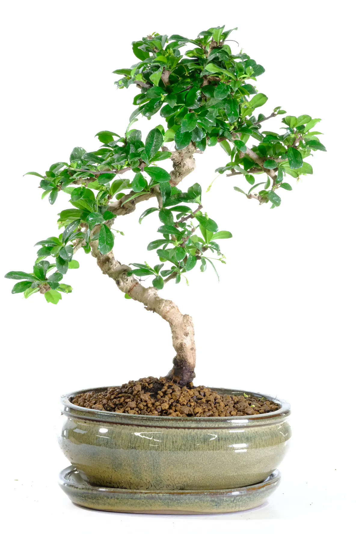 Picturesque indoor flowering bonsai tree