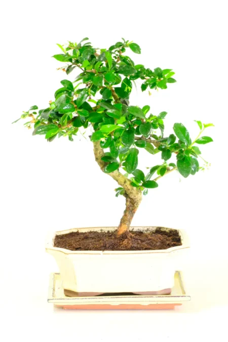 Stunning Indoor Flowering Fukien Tea Tree Bonsai