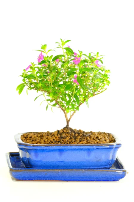 Cuphea Evergreen Indoor Tiny Indoor Tree with cheerful purple flowers