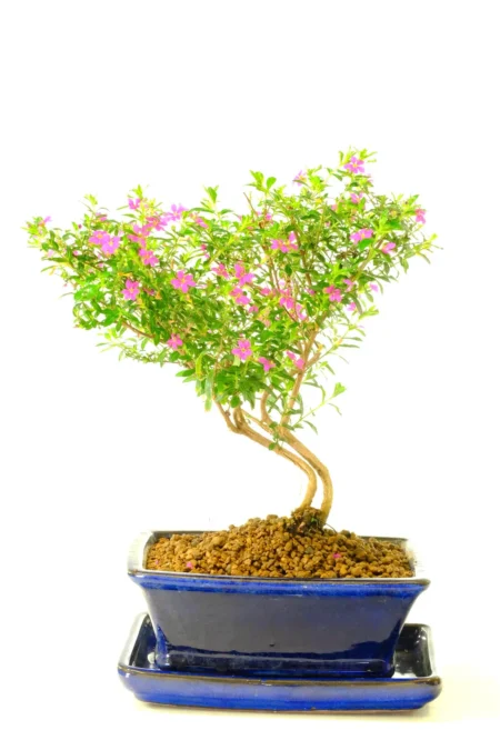 Captivating Indoor Cuphea Bonsai with Striking Purple Flowers | Perfectly Mirrored Twin Trunk
