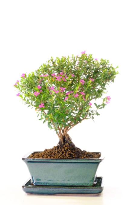 Cuphea Evergreen: A Charming Indoor Tree Adorned with Pretty Purple Blossoms