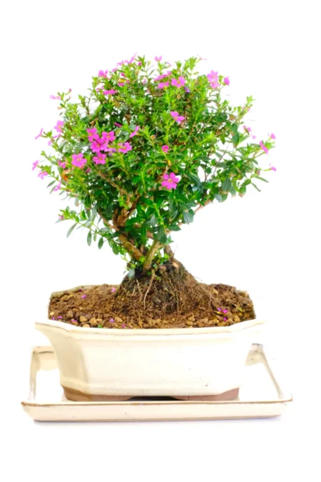 A stunning Cuphea indoor bonsai tree for sale UK