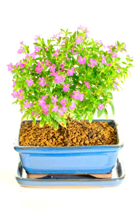 Purple blossom Cuphea bonsai tree for indoor gardening