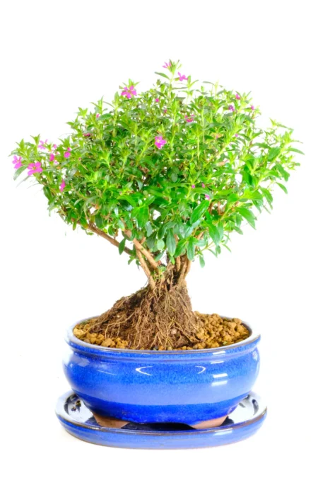 Pretty Cuphea indoor bonsai tree UK