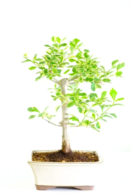 Beautiful evergreen Duranta bonsai tree