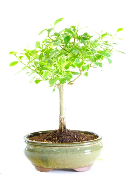 Variegated Golden Dewdrop bonsai for sale in the UK
