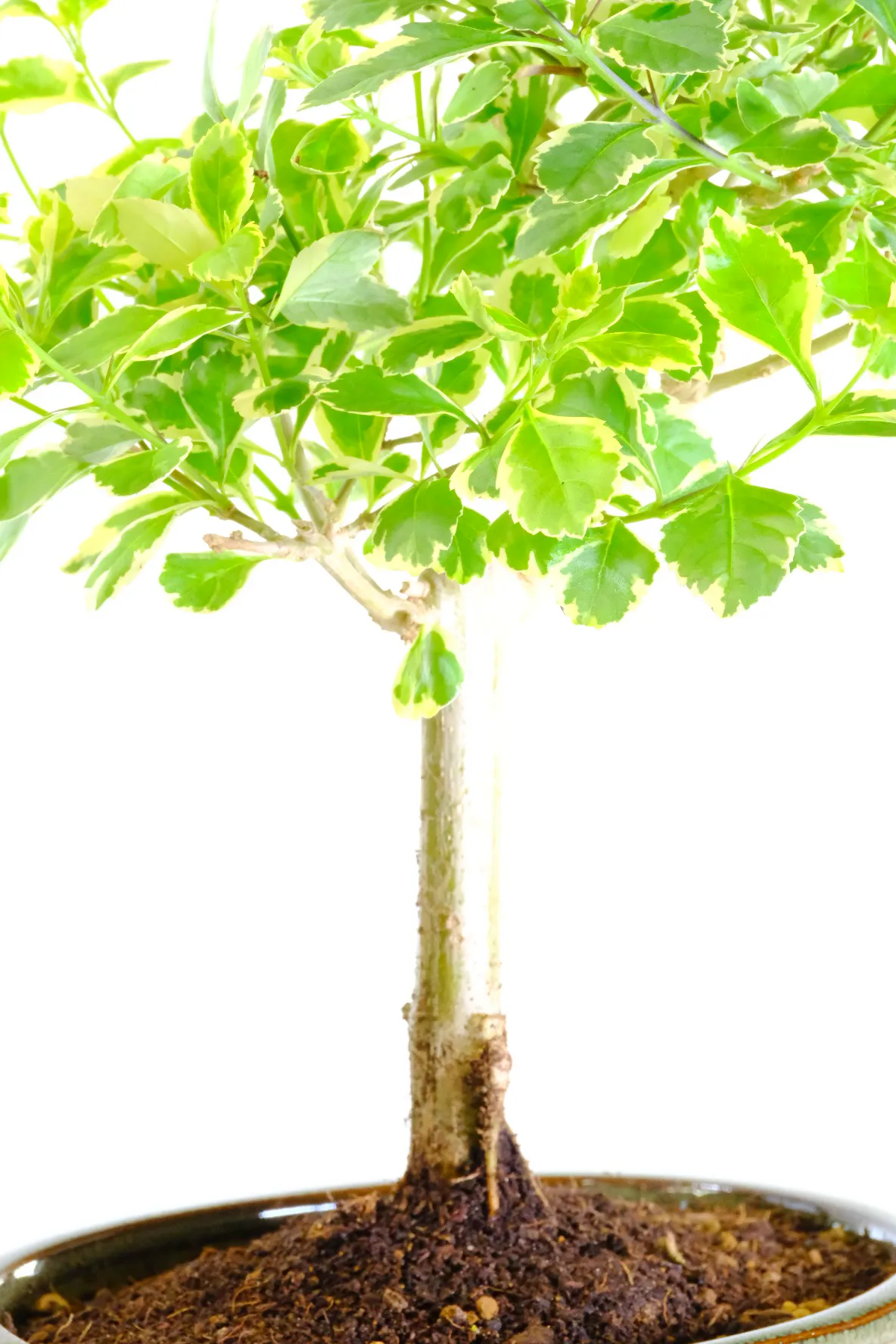 Curvy Duranta Repens "Variegata" - Evergreen Starter Bonsai Tree
