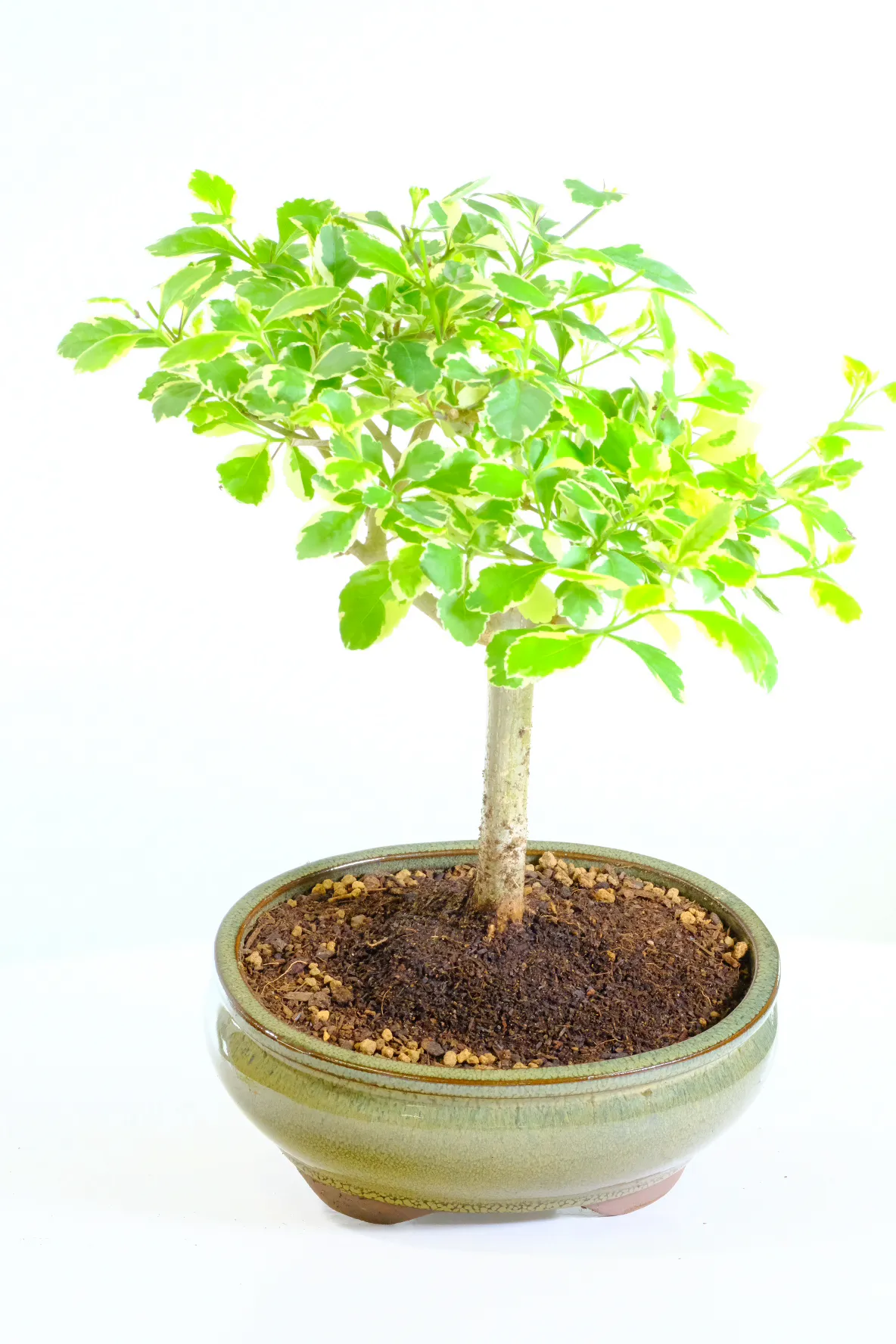 Curvy Duranta Repens "Variegata" - Evergreen Starter Bonsai Tree