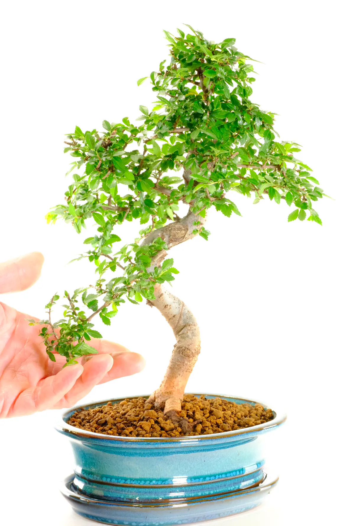 Twisting Elm bonsai tree for sale in new teal pot with tray