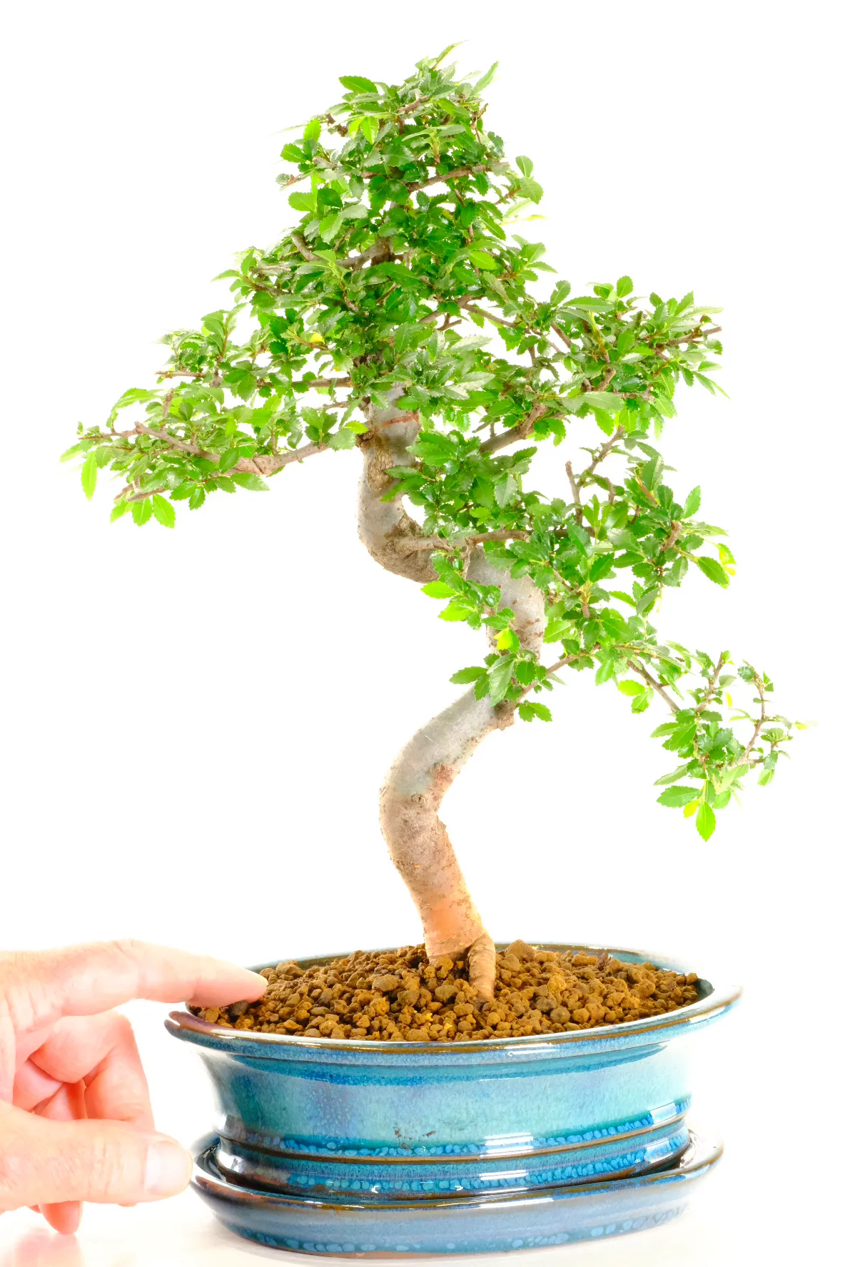 Twisty & Graceful Chinese Elm Indoor Bonsai