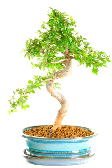 Twisty Characterful Chinese Elm Bonsai Tree – Perfect Bonsai Tree for Beginners