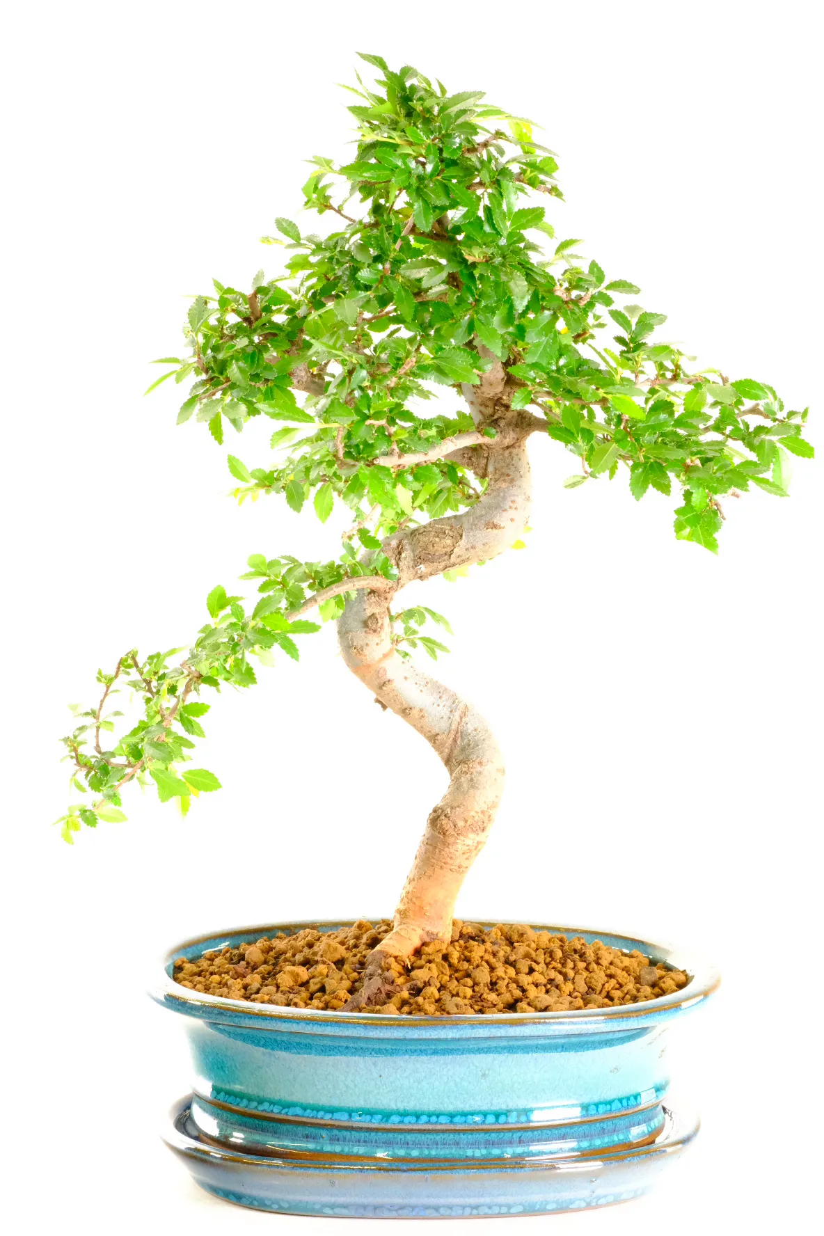 Twisty Characterful Chinese Elm Bonsai Tree – Perfect Bonsai Tree for Beginners