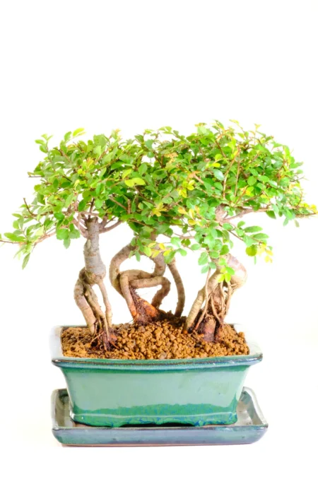 Three broom style Chinese Elm bonsai