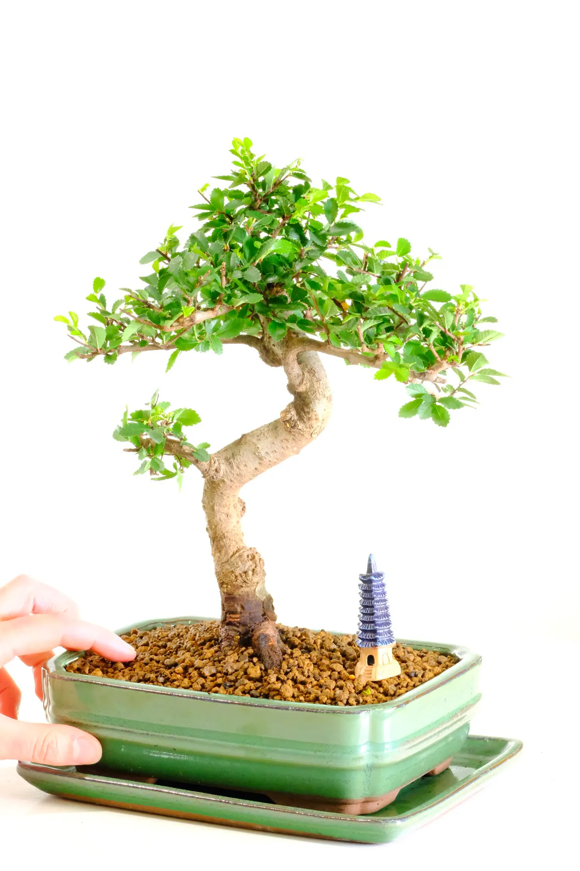 Very pretty indoor or outdoor bonsai