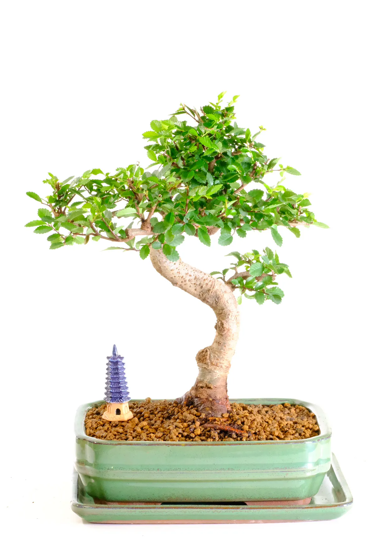 Very easy beginners bonsai tree UK