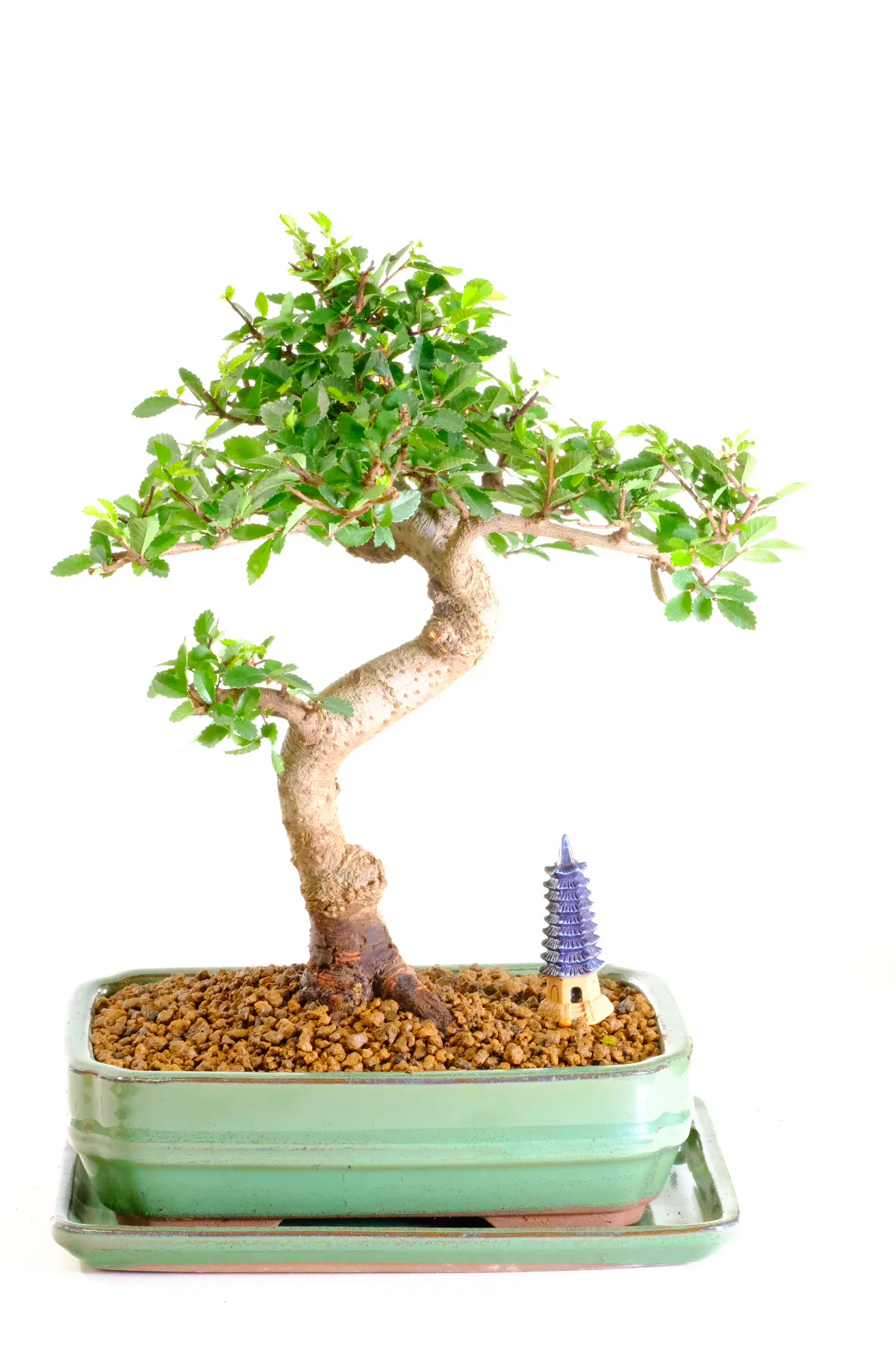 Twisty Chinese Elm indoor bonsai tree UK
