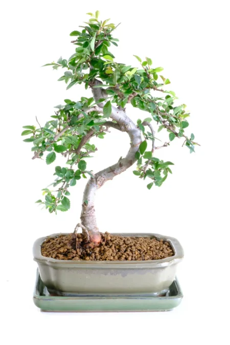 Pretty beginners indoor or outdoor bonsai tree for sale