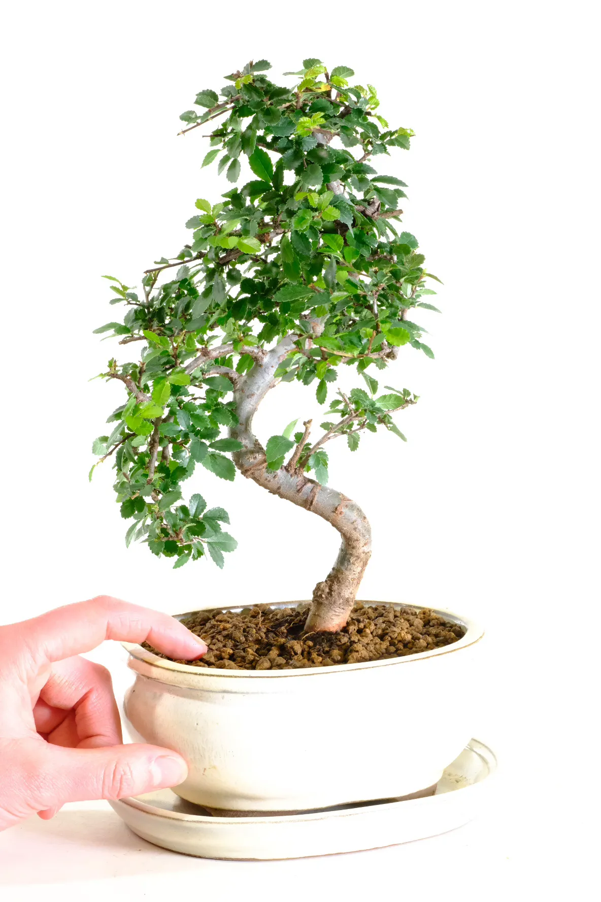 Zelcova parvifolia bonsai tree UK