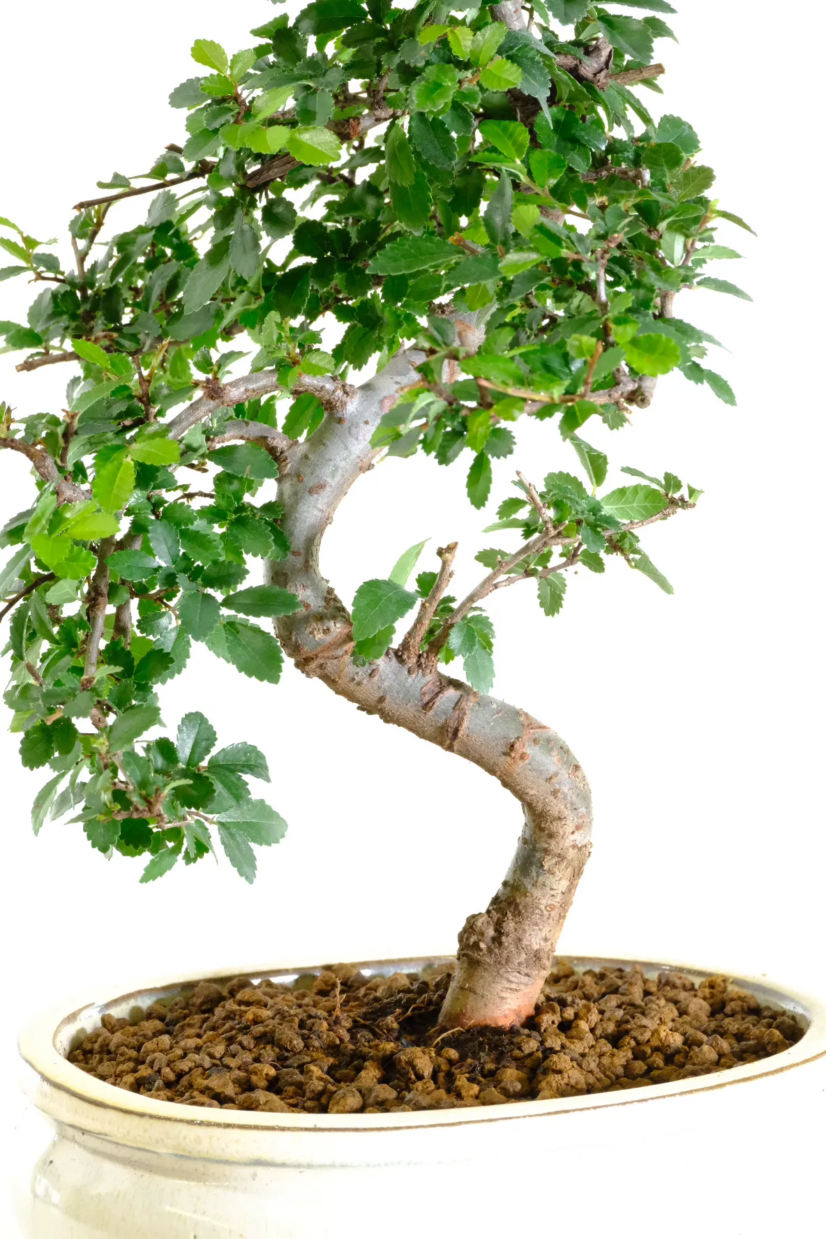 Amazing twisty trunk with graceful curves
