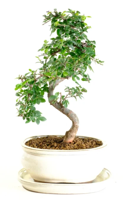 Serpentine Chinese Elm indoor bonsai tree UK