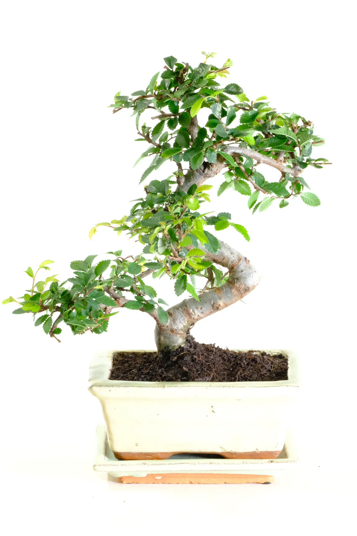 A lovely resilient bonsai variety at an excellent price