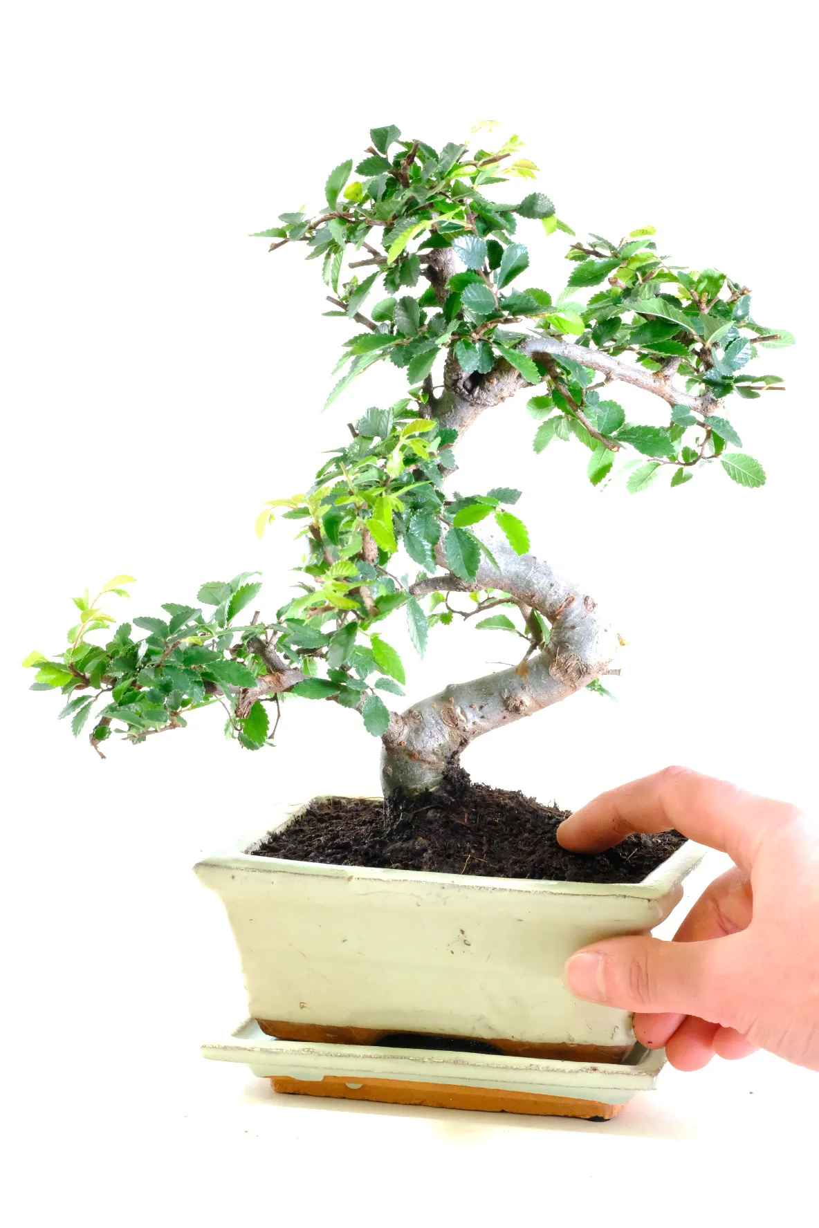 Potted into an antique-style cream pot