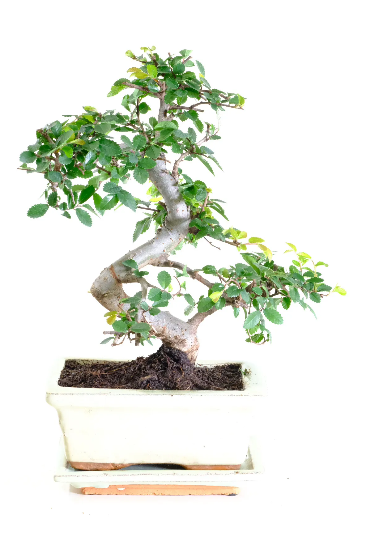 Unique and interesting twisty Elm bonsai