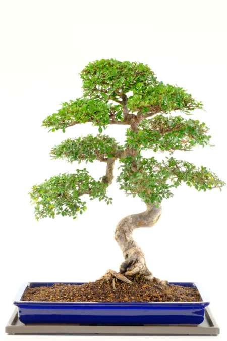 Exceptional 30 Year old Chinese Elm Bonsai Tree – Master-Grown Ulmus parvifolia in Rich Blue Japanese Pot