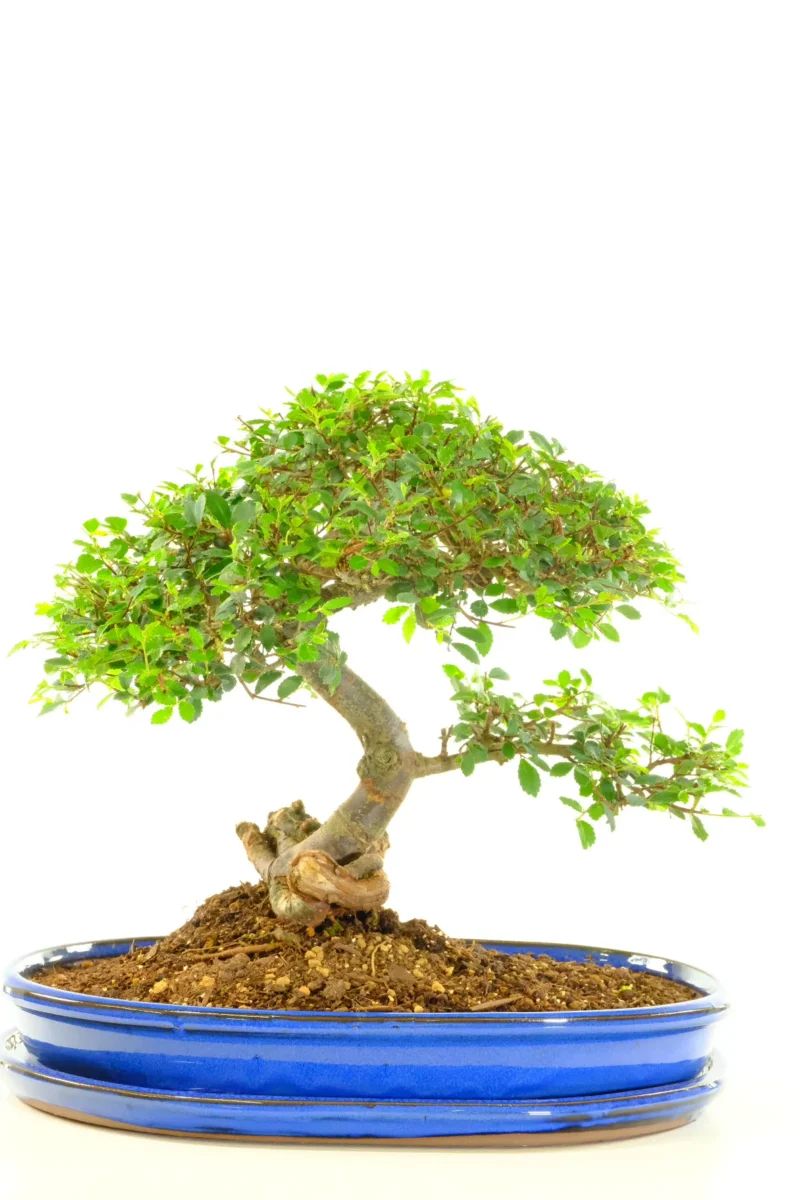 Impressive Chinese Elm bonsai tree for sale UK
