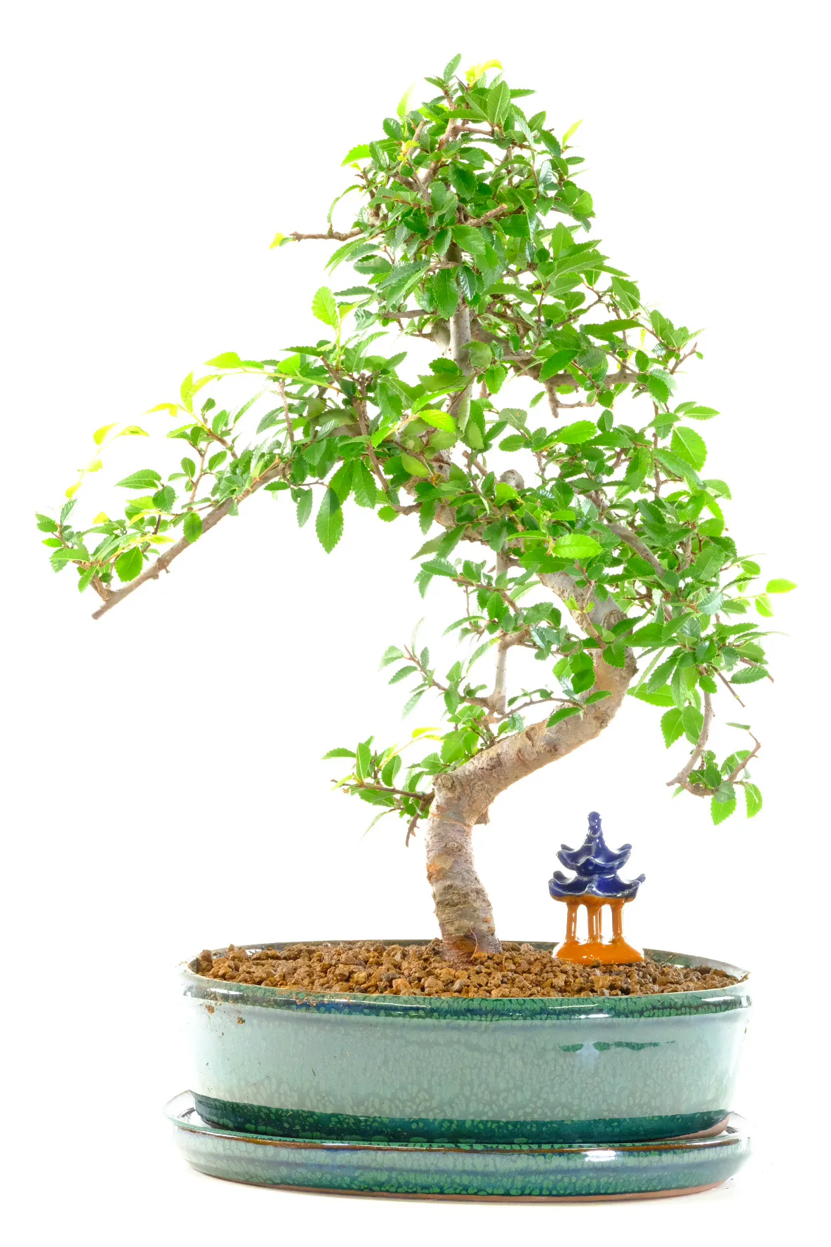 One of the easiest varieties of bonsai - perfect for beginners
