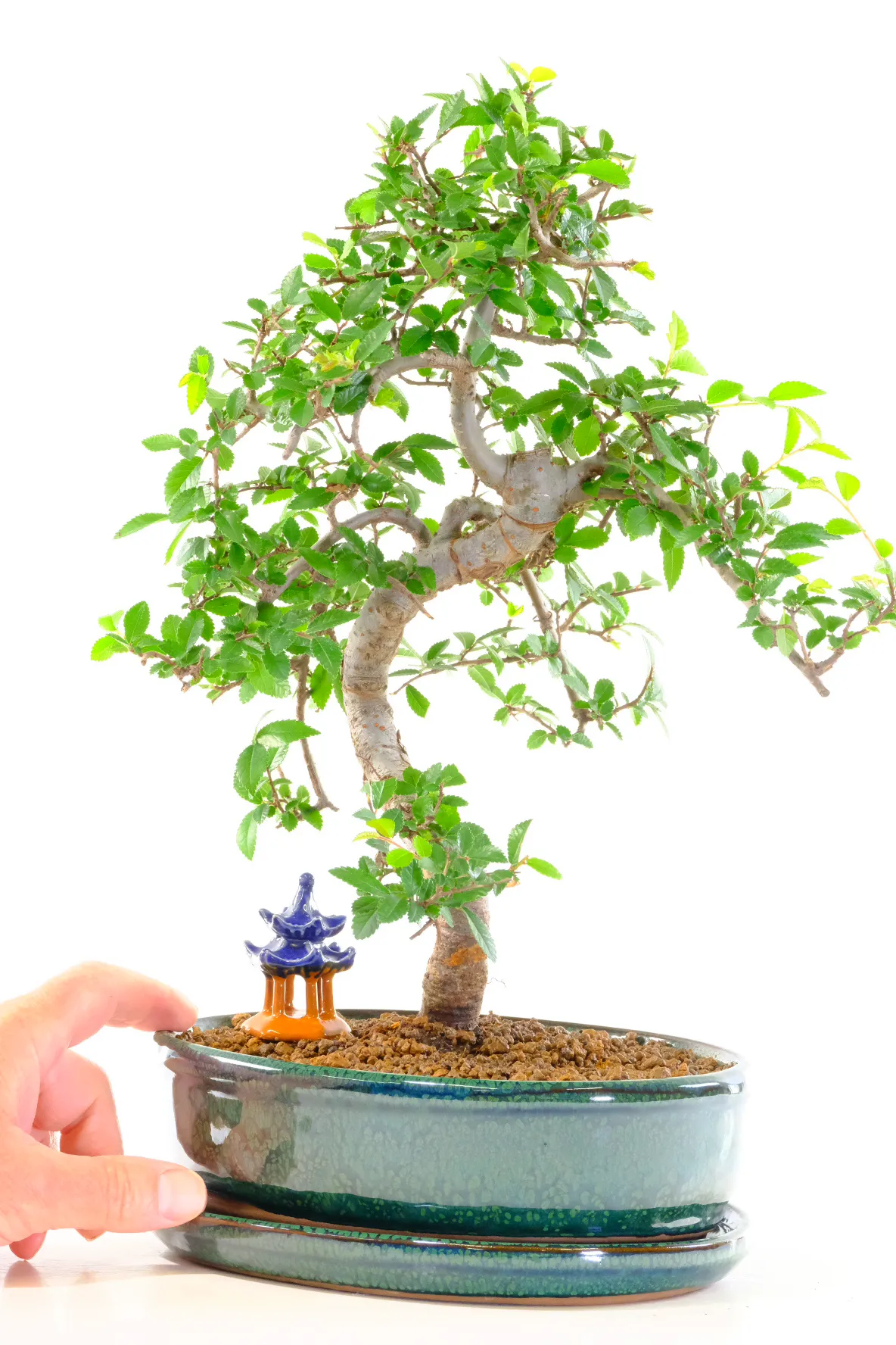 Miniature Chinese Temple sits beneath the branches