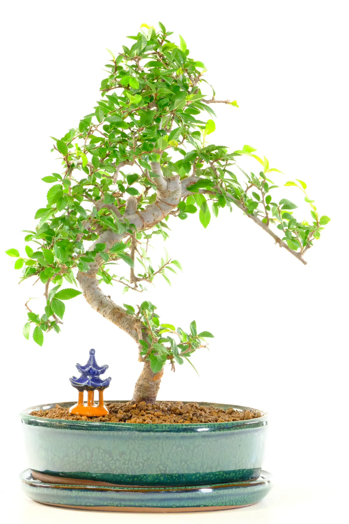 Gorgeous unusual Chinese Elm indoor bonsai tree