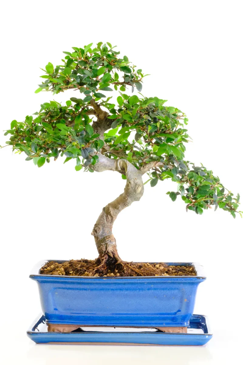 Stunning artistic Chinese Elm beginners bonsai tree